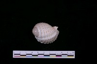 藏品(寬溝鶉螺)的圖片